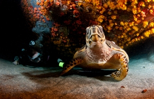 Hawksbill turtles courtesy of Frogfish Photography
